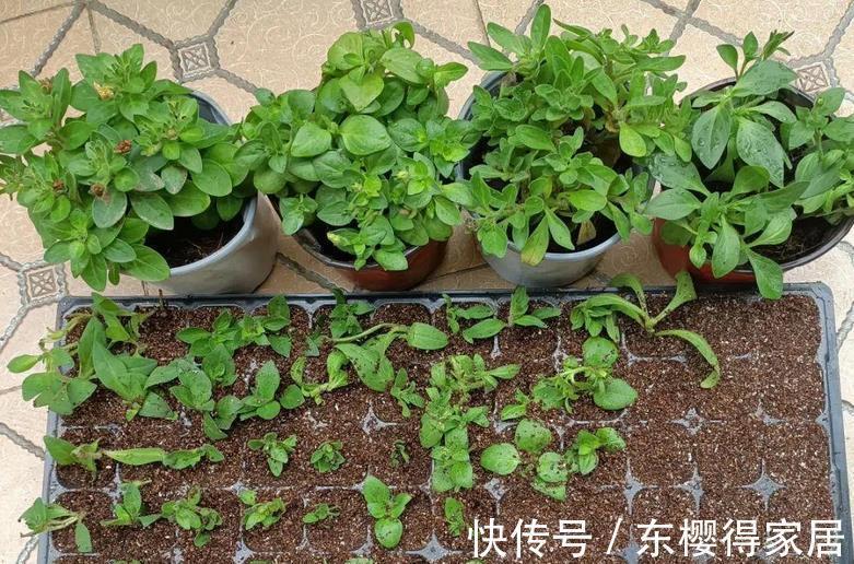嗖嗖|家庭养矮牵牛,抓住这3要点,植株不徒长,嗖嗖开爆盆a