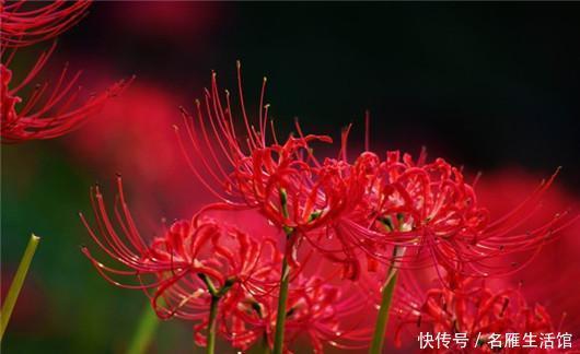  世界|世界上最悲伤的花彼岸花！看了眼泪忍不住了