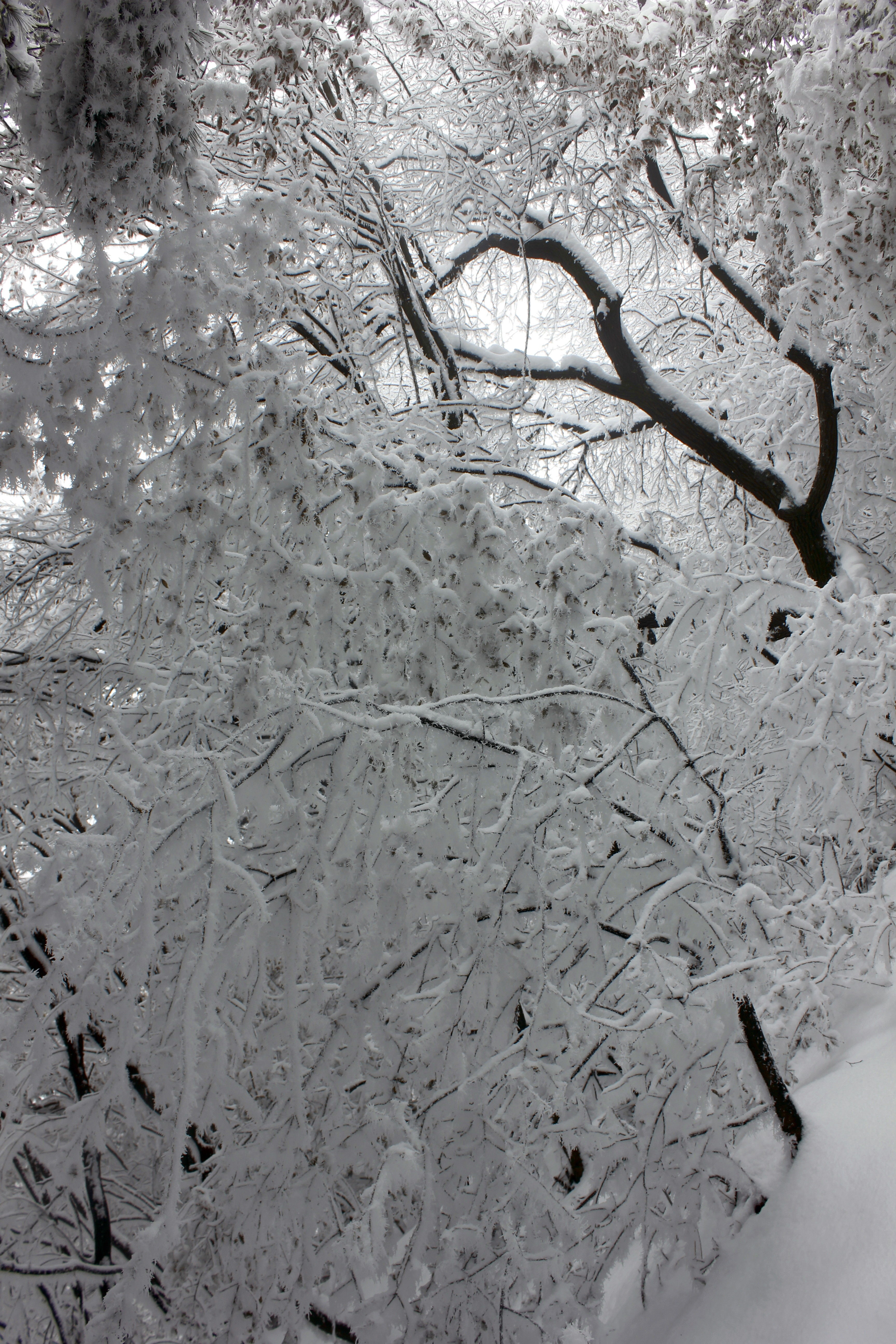 征集|【年末福利征集】雪后南五台幸遇云海