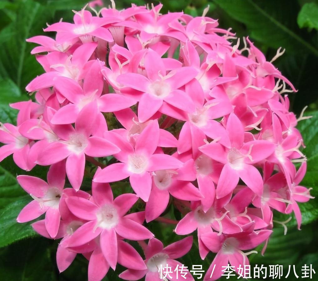 农历九月十八霜降后,养什么花?家里养3种花,万里春风春回柳叶