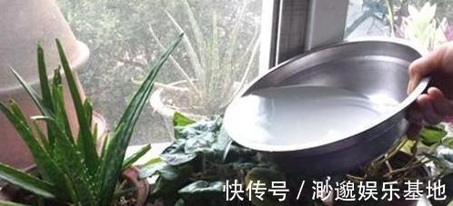 叶片|淘米水、啤酒、牛奶浇花,有什么忌讳弄懂这些变成养花的宝贝