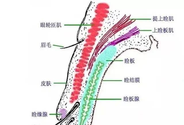 求美者 双眼皮手术除了能拥有双眼皮之外，还能解决哪些眼部问题？