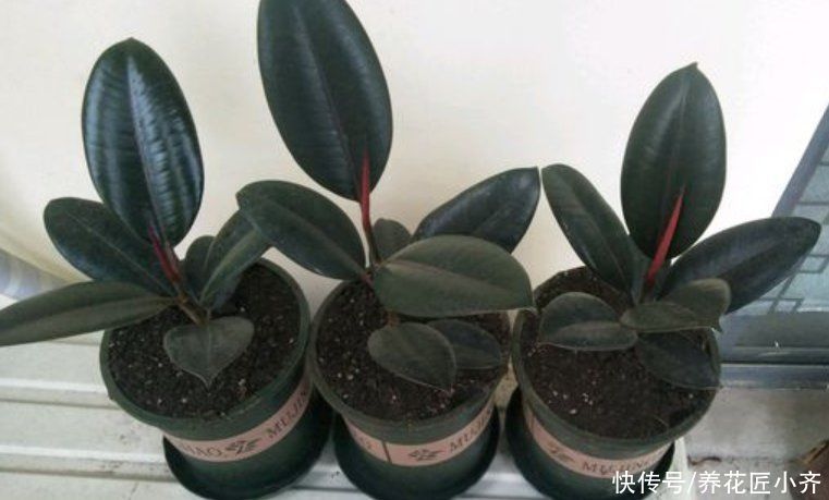 生根|5月可以扦插四种花，只要温度高，见土就生根