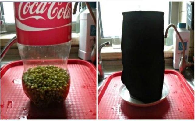 雪碧瓶|想吃豆芽1个“雪碧瓶”就能做,只要花个豆子钱,7天冒出一桶