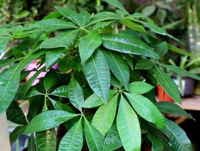 发财树|养花就养4种花,家里养一盆,花美心情好,一养就上瘾