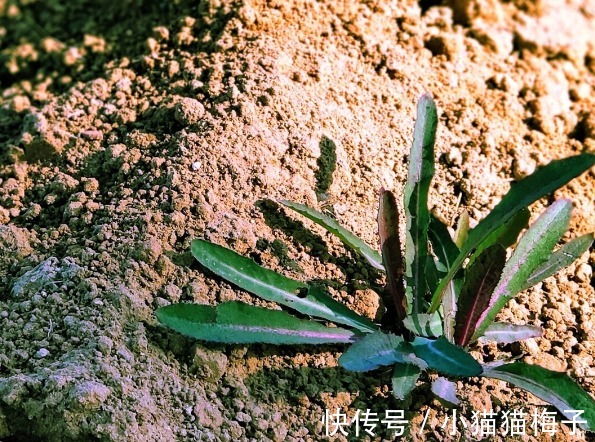 益母草|66种野菜大图片,带你见识不同的野菜和吃法,你想要的野菜这里有