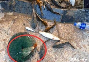 游客在鱼塘钓鱼,钓上来这个奇怪的东西,老板也没有任何办法