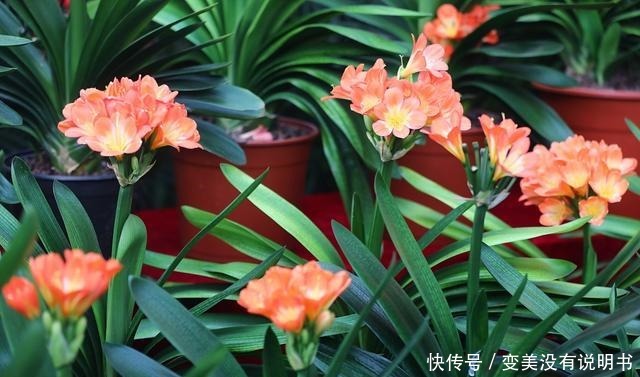 君子兰缺肥有什么症状一年四季怎样给君子兰施肥!