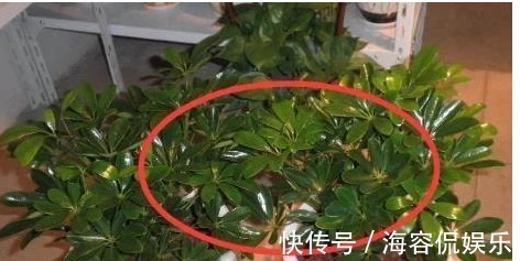 夫妻|一旦阳台出现这三种东西，家中好事不断，夫妻双双发大财！