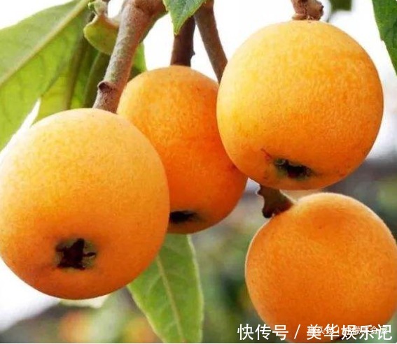 天然|它才是天然的“甘草片”,止咳防感冒,香甜又多汁,现在正成熟!