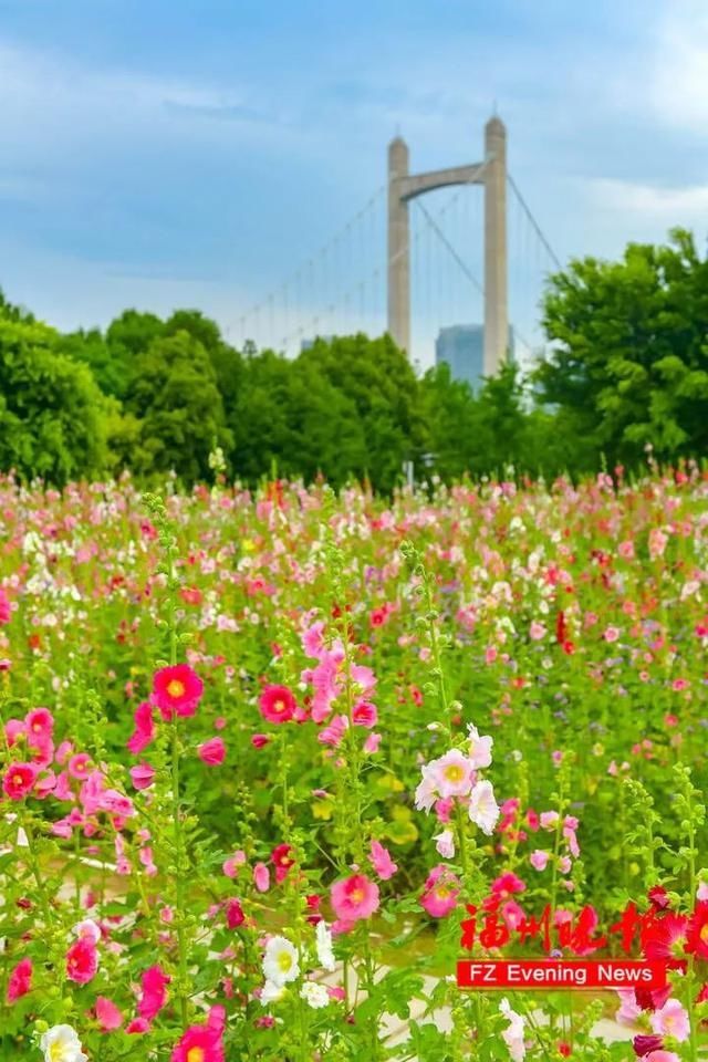 硫华菊|太美了！福州这个公园要刷屏