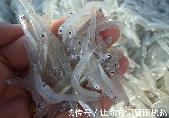 银鱼|日本人均寿命最长，老龄人都爱吃产于中国的2物，本地却鲜有人知