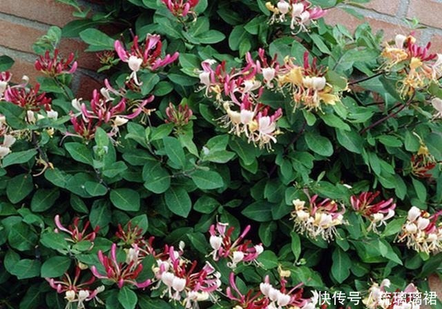 花卉中的奇花,一株开两色,芬香怡人,如一对难舍难分的鸳鸯!