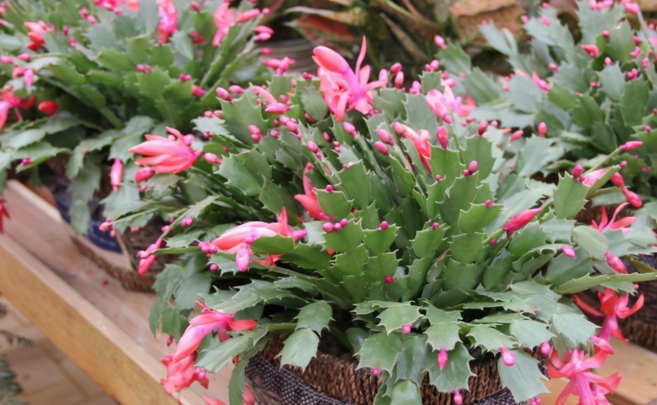 养蟹爪兰,土里加点“料”,叶片厚实硬邦邦,奋力开花一百朵