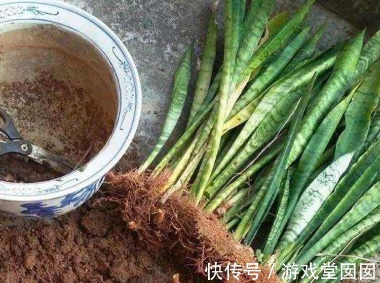 虎皮兰有“3喜2怕”，难怪不爱长新芽，现在纠正也不晚