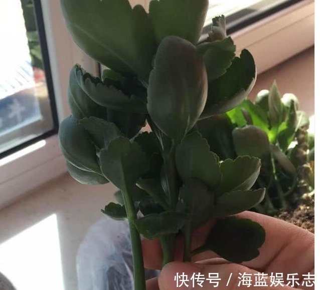 绿油油|长寿花不长还黄叶用3法急救，轻松解决，爆成大花球