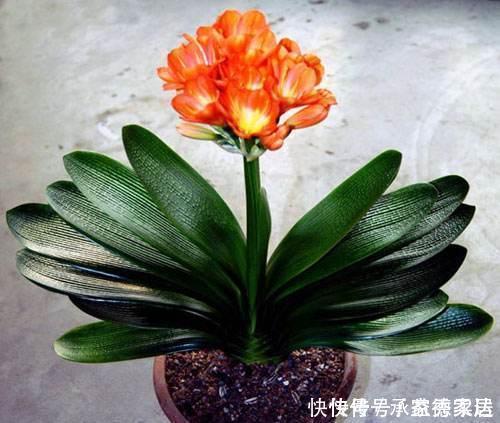 这些废料是个宝,浇君子兰,叶绿花艳效果好