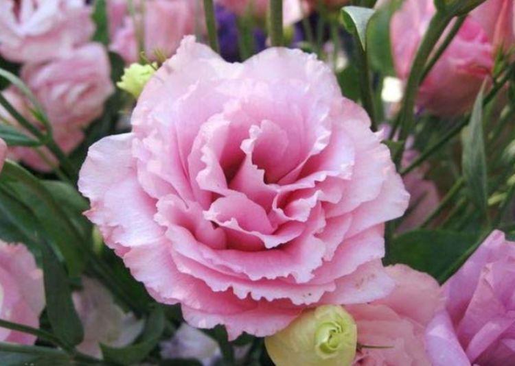 叶丛中|此款花草适合新手养殖,不怕热不怕冷,不用管反而长得旺!