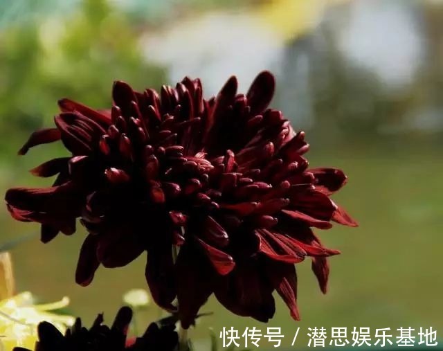 10种罕见的黑色花，都说很高贵，我怎么觉得诡异？