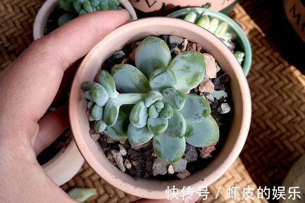 养多肉,就这么简单