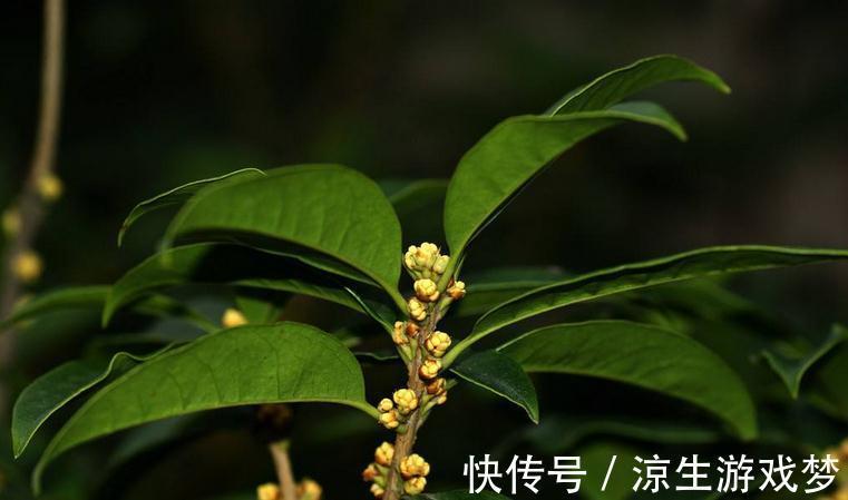 桂花冬季养护注意几点,浇水不可太随意,不然容易烂根死亡