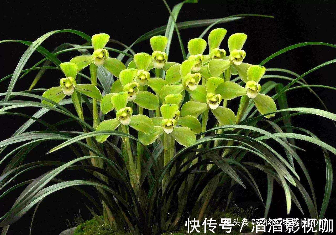 秋天兰花有性格,养护时需要注意些,开花不断