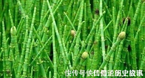 农民|农村一种常见野草,以前总被农民忽视,如今市场800一斤难买到