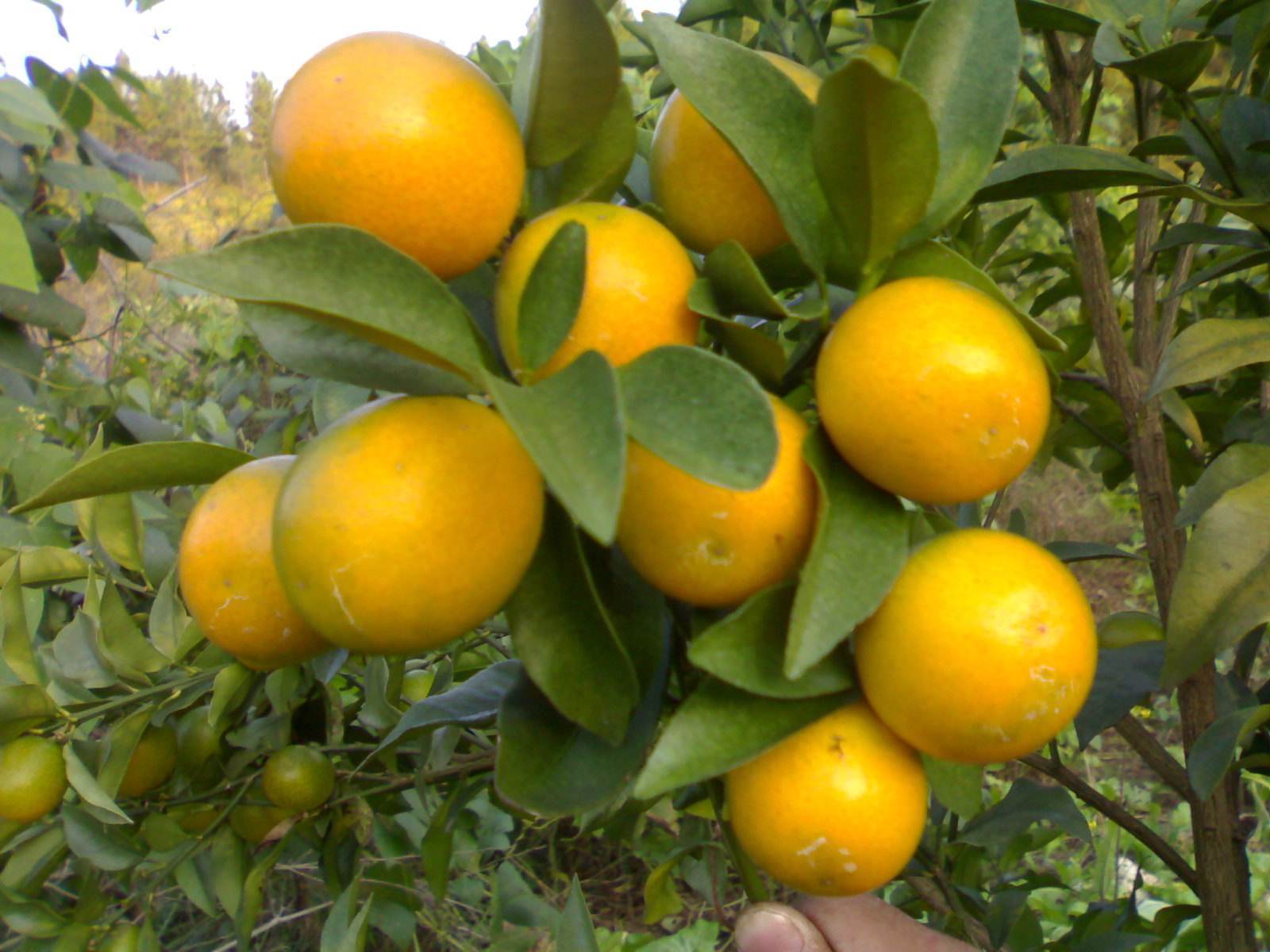 比花卉还要没的水果盆栽,能开花还能结果,果实多好打理