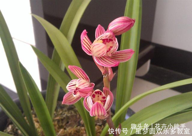 此兰花“缺点”就是太爱开花,一年365天不休息,香味扑鼻又好养
