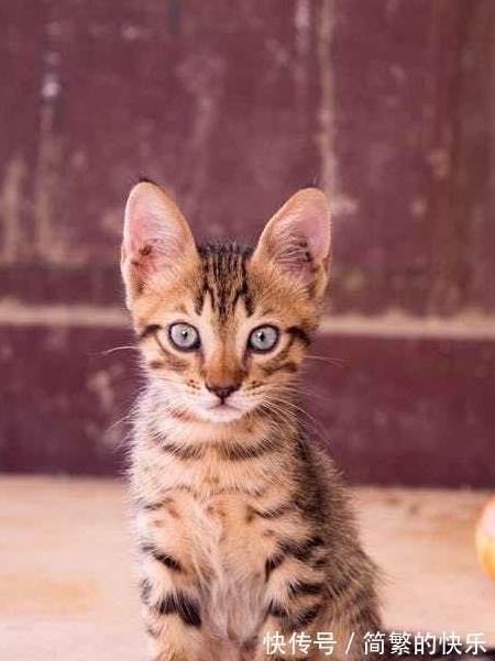 |搞笑有趣的图片搭配神评论:论找个会拍照的男朋友重要性