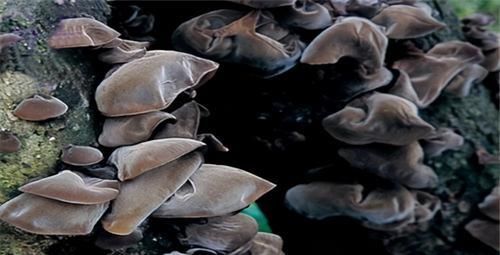 会吃的人更健康,3种食物换着来,排毒养颜,滋润肌肤!