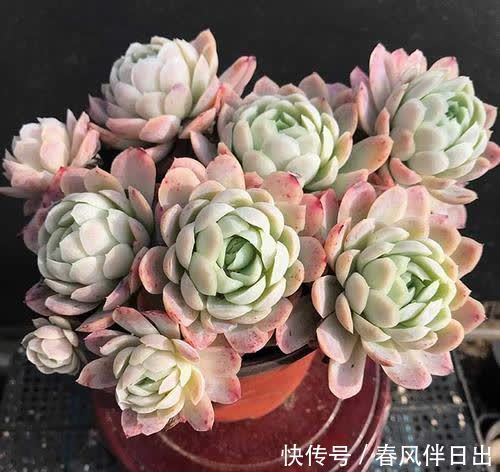 春天想要多肉长成“肉墩子”,几件事不要做,你掌握了吗?