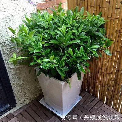 有害气体|要想身体健康长寿,家庭必备的几种植物!