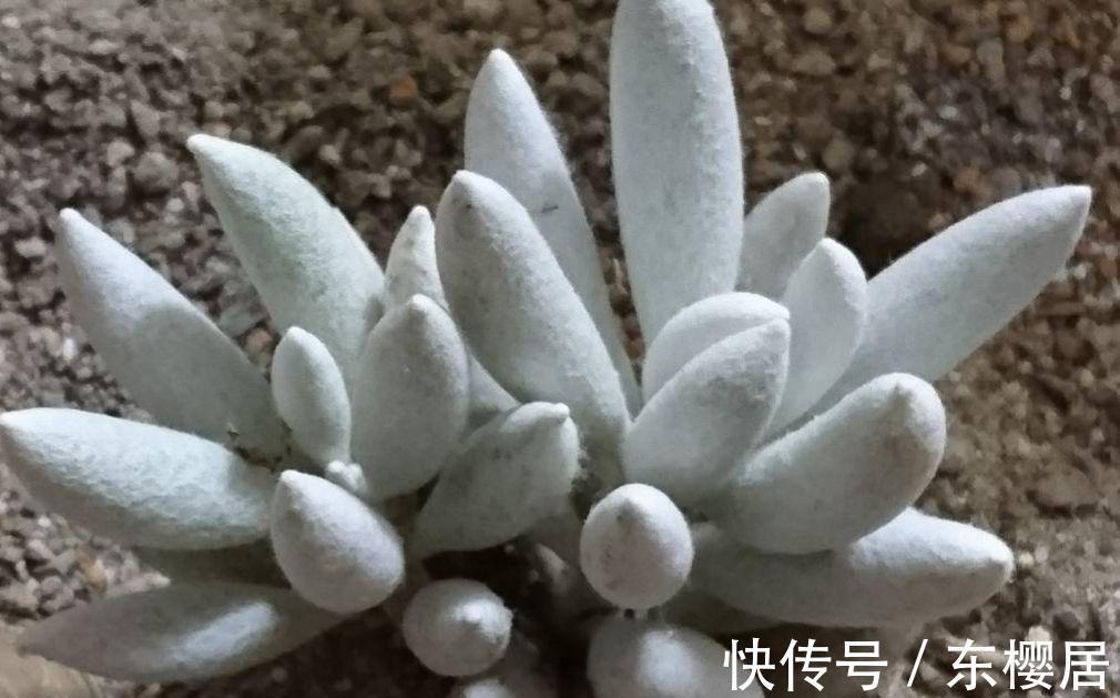 多肉植物|叶片裹在蚕丝,里的趣味多肉植物银月