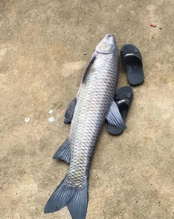 为啥你钓不到大鱼？因为没人提醒你，这几个误区是钓大鱼的大忌