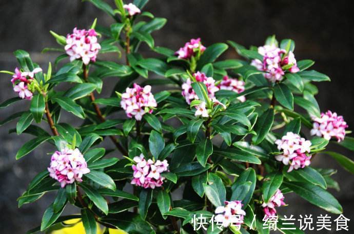 家里有异味,就养4种花!异味跑光光,比栀子花还香