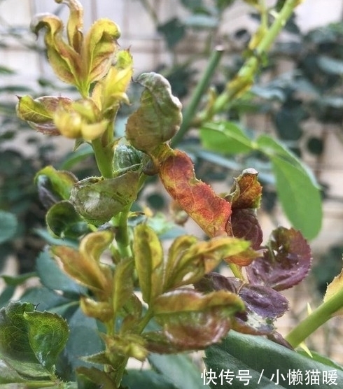 新叶|月季新芽枯萎、畸形怎么回事,打药治疗时,这些值得注意