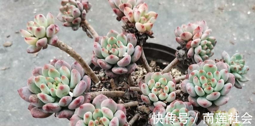 哪些因素会影响到多肉蓝苹果出状态？此3点，不容忽视！