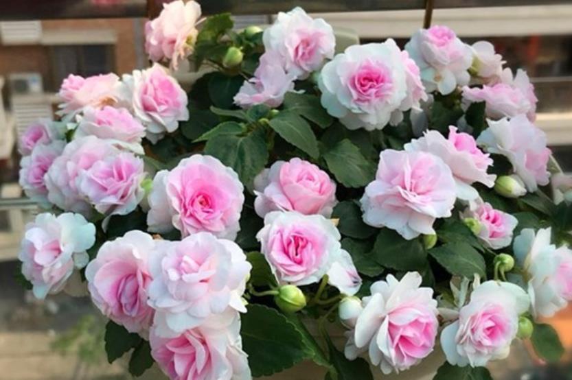 重瓣凤仙花|庭院选这几款花,花姿妖娆,花开美观又大气,花色艳丽灿烂无双