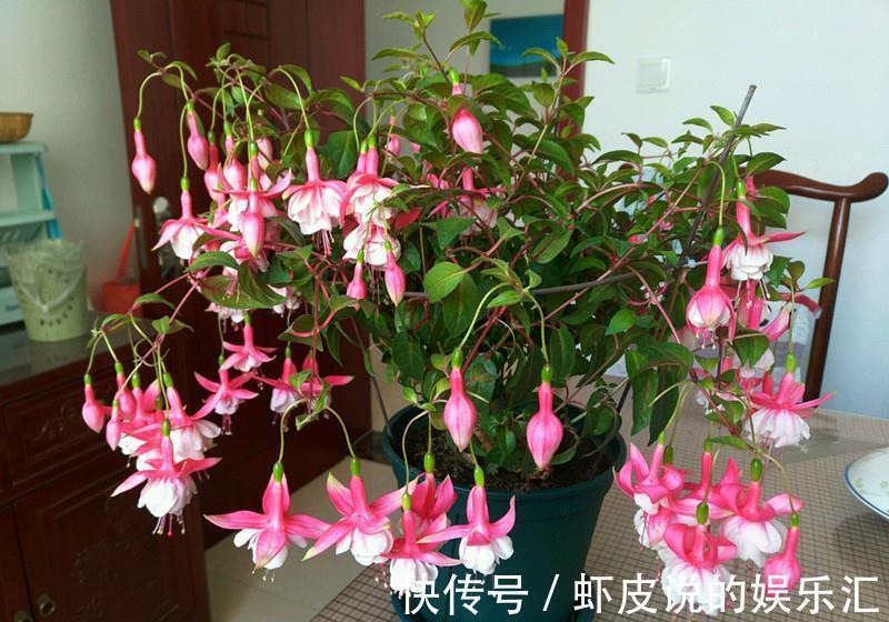 君子兰|冬天养花选这几种,寒冬腊月一直开,一开就是好几个月,值得拥有