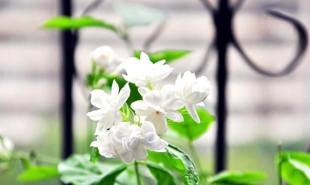 小白花|茉莉开花少？赶紧做1点，花朵挂满树，小白花又多又美！