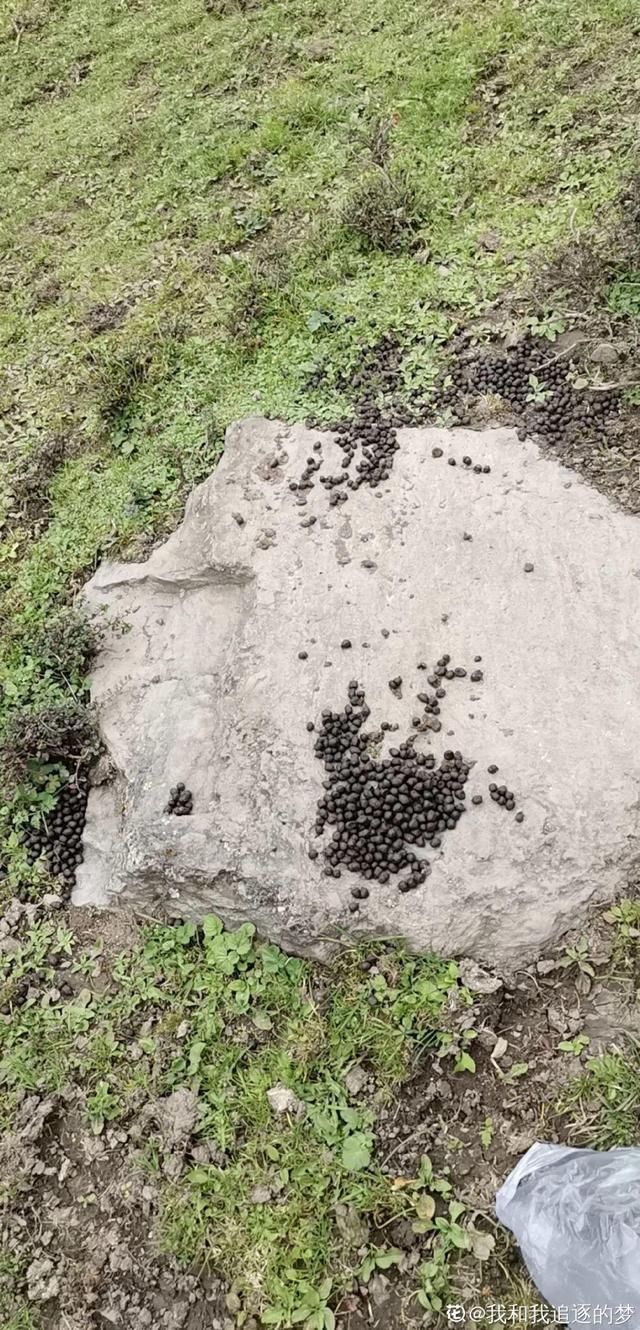 夏天养花，这3种事千万别做，否则黄叶又烂根