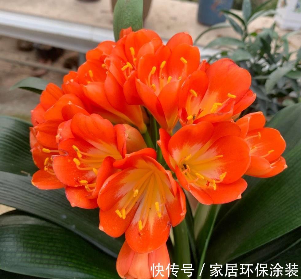 秋天|秋天别忘给君子兰换一次盆,根系壮实,叶子更多,花大色艳