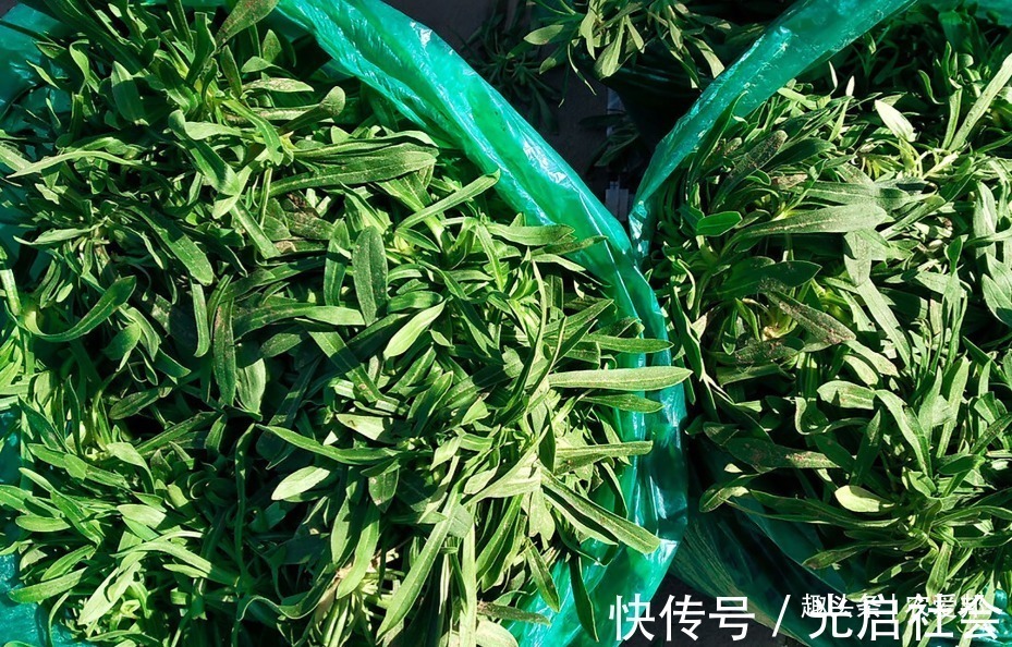 这种野菜,它的味道很鲜美,但它的名字却很奇怪,你见过吗?