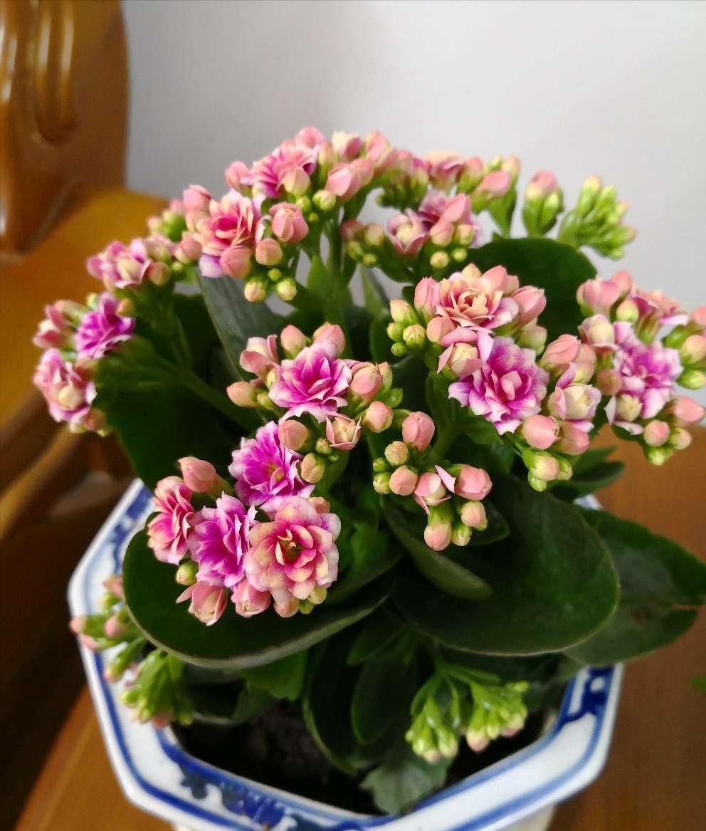 5种“耐寒花”,适合冬天养,多晒“少管”,爱开花