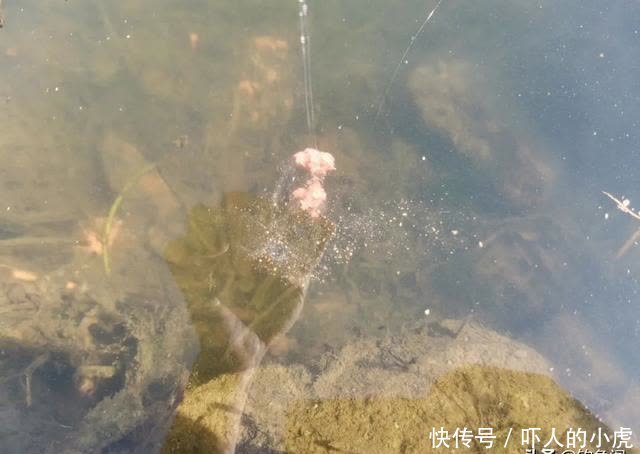 野钓还被打闭口?别着急,就用这个方法办他,十用九有效