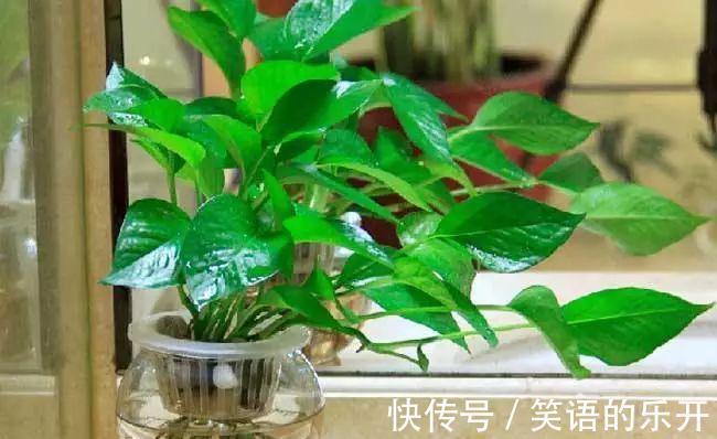 冬季花卉黄叶原因大盘点，看看你的花花中招了没