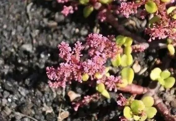 叶子长|金枝玉叶开花了,真花长这样,很多人没见过