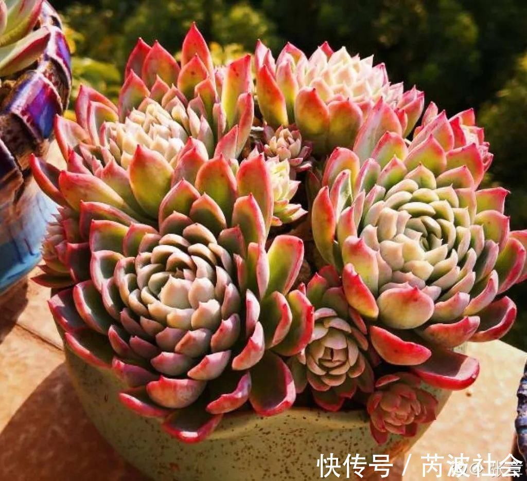 寒潮过后,多肉美出天际,颜色鲜艳明亮,真馋人!