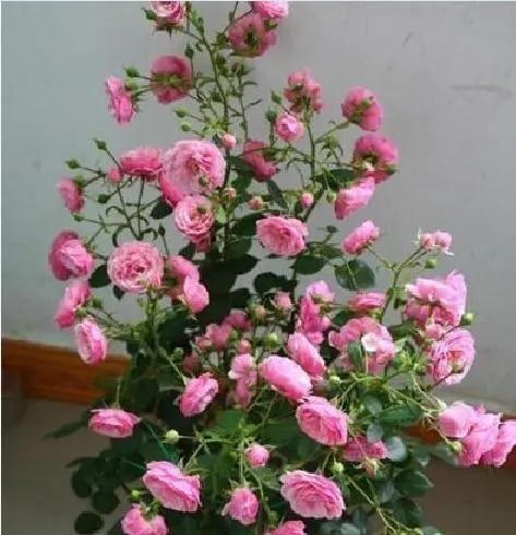 姬小菊|5种花,趁现在“赶紧扦插”,生根快,长得快,一个月就开花